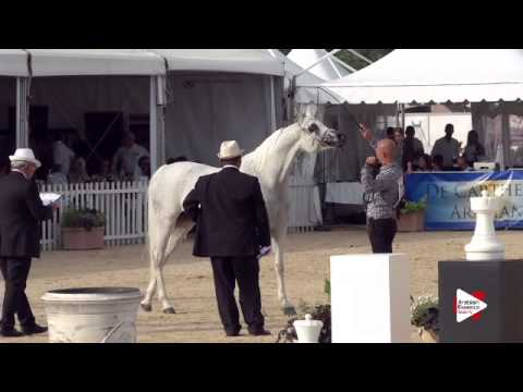 N.71 MAGIC MA CHERIE - Menton 2015 - Mares 8 years old & above (Class 5)