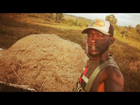 HOW TO MAKE ANIMAL FEEDS from Dried maize stalks. 🇰🇪🇰🇪#africa #villagelife