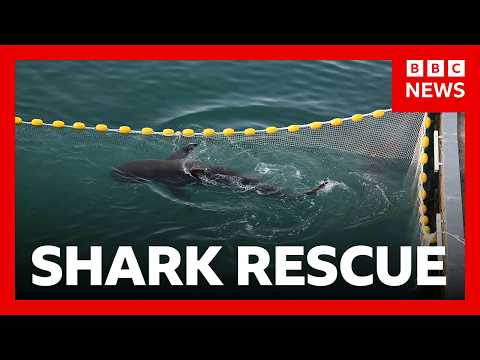 Huge crowds watch third attempt to save shark stranded in South Korea | BBC News