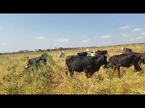 Vendo na chapada do araripe bodoco pe tamanho 121 hectares 8799102 3154  / 8798183 2650 