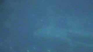 They Might Be Giants -- &quot;Where Do They Make Balloons?&quot;