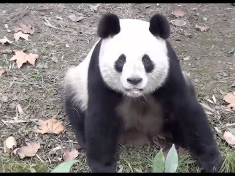 The Sound of Saying “I’m Hungry” by Giant Pandas