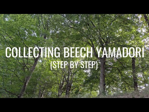 How to collect a beech yamadori
