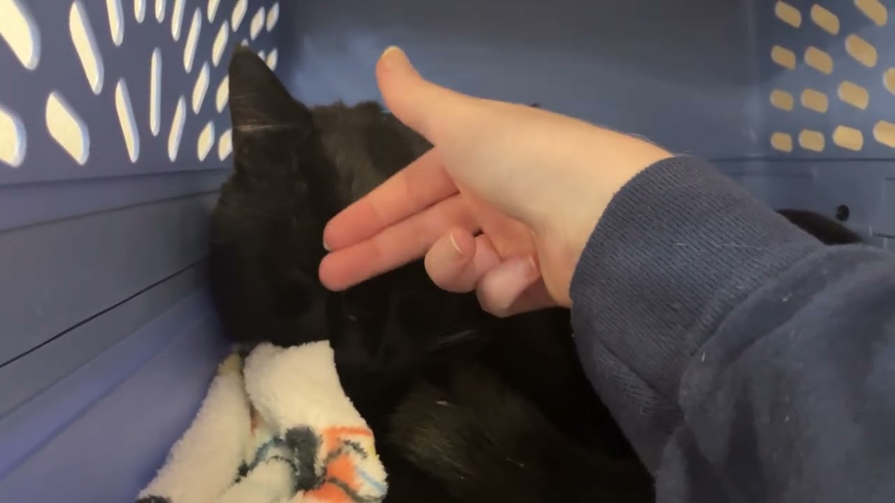 Enlarge Chauncey, a ADOPTABLE Domestic Short Hair in Eatontown, NJ video 3/6