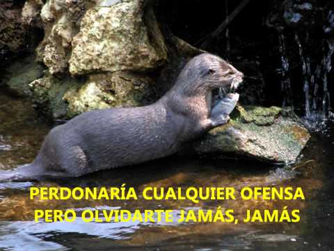 CUMBIA MIX  LOS DESTELLOS  BETA 5  KARAOKE SUKER