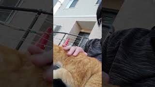 野良猫との戯れ95 #野良猫