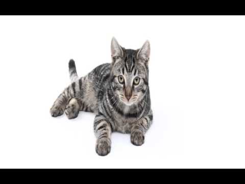 2D image of cat projected on plane in 3D OpenGL viewer.