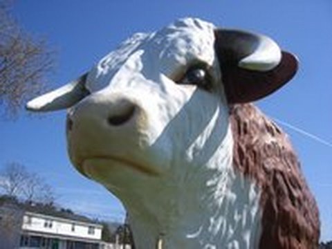 15 Bull Idioms - Vocabulary Lessons with JenniferESL