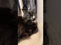 Cute Tuxedo Cat Says Hello With Meows