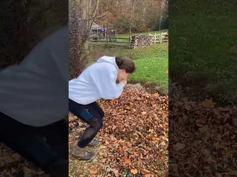 Fall leaf pile fun #funnyshorts #plie #funnyvideos #autumn