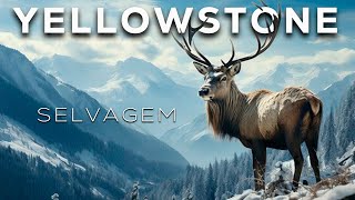 Um Paraíso de Vida no Selvagem no Inverno Gelado de Yellowstone