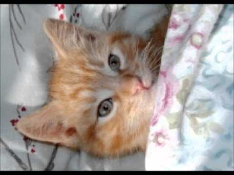 Super Best Friendcast: Pat's Guide on How to Sleep Like a Normal Person