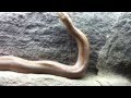Sssssssss 