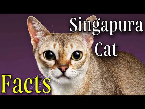 Sand Cat: King of the Desert. Singapura cat What do we know at the moment. Animals