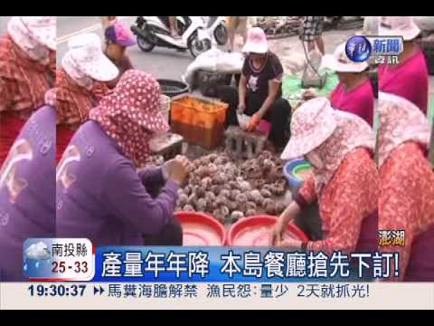 馬糞海膽1斤600 量少3天恐撈光!