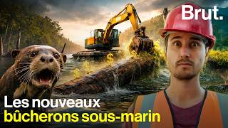 The hidden side of the Triton project, which aims to exploit the submerged forest of French Guiana