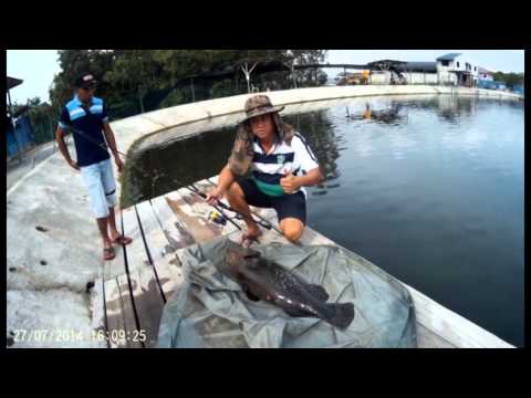 Malaysia Johor pond fishing