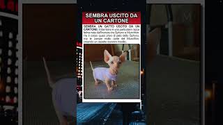 Bambino: il gatto con le zampe cortissime