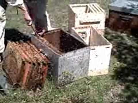 comment remplir une ruche vide