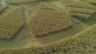 CleyHill, Warminster. CROP CIRCLE 30-7-2016