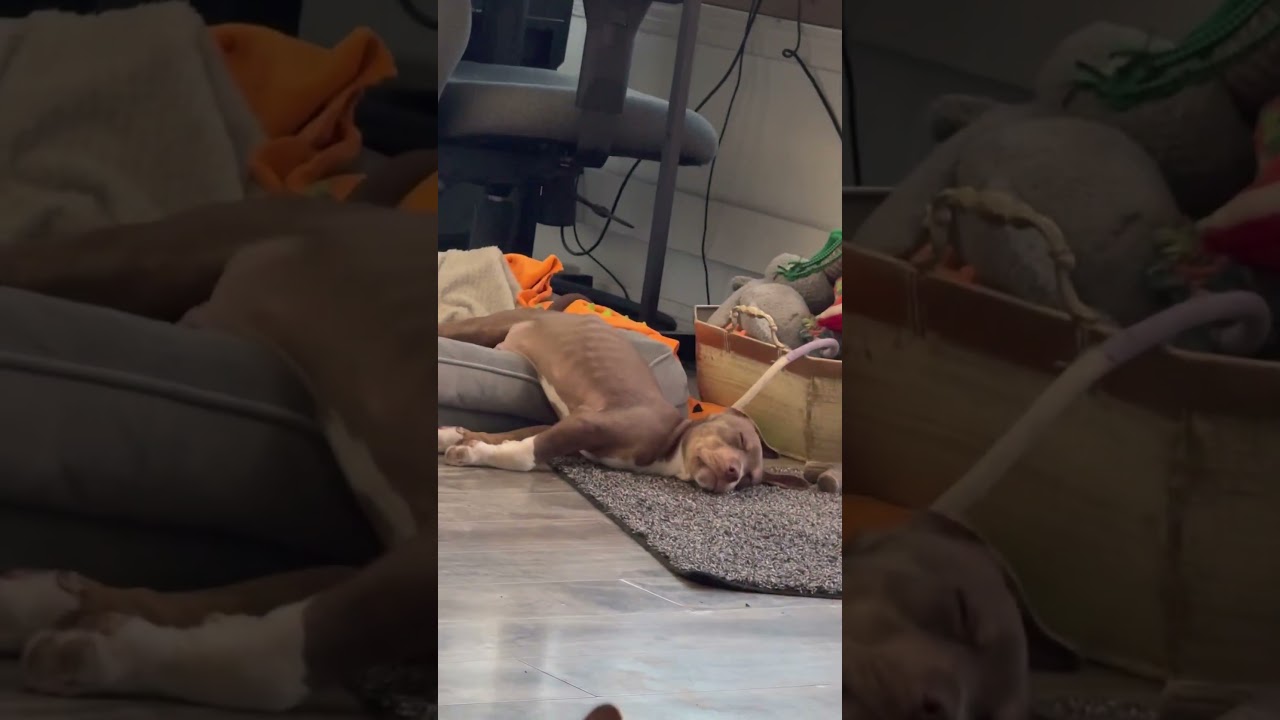 Enlarge Cinch, an adopted mixed breed in Salem, VA video 6/6