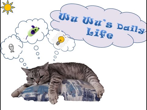 Wu Wu's Daily Life- Funny cat video