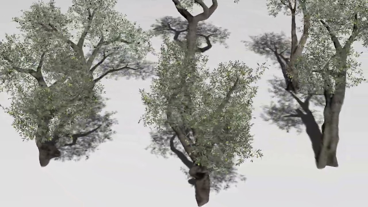 Six Olive trees 3D Model