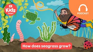 How does seagrass grow 🐠 | Gardening Australia Junior PODCAST | ABC Kids listen