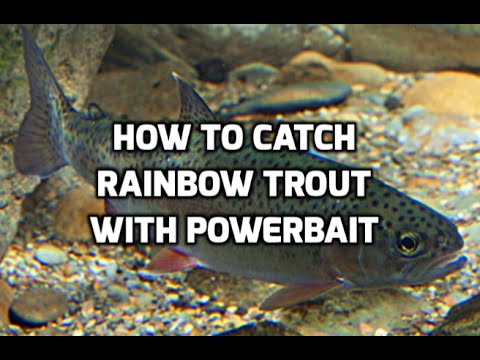 Stocked Rainbow Trout Fishing