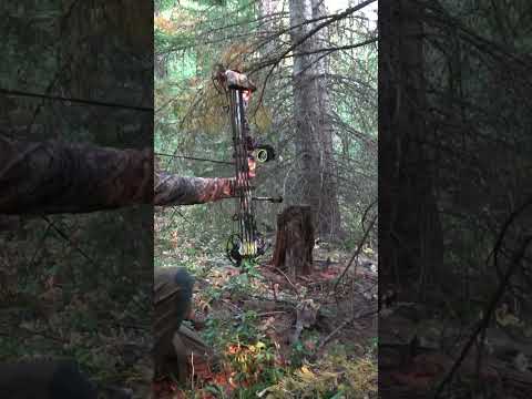 Doesn’t get much closer #archery #elk #elkhunting