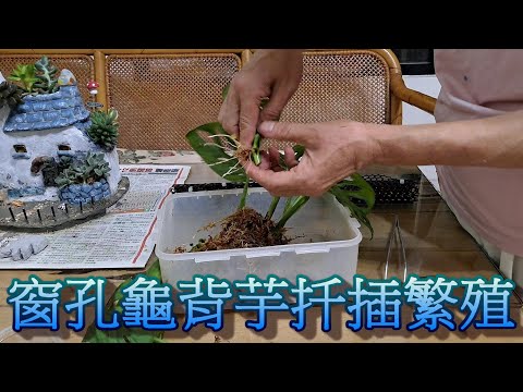 洞洞蔓綠絨風水