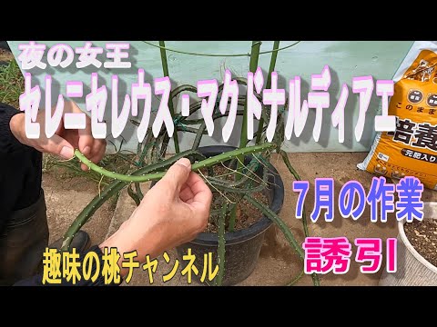 夜の女王 植物
