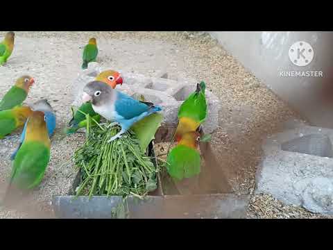 Love birds eating seeds Grass enjoy food Fischer Blue Fischer colony routine food