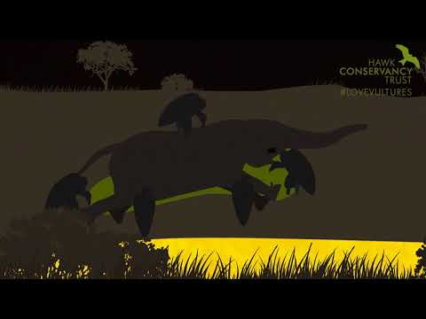 Save vultures from extinction!