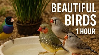 Download lagu 1 Jam Suara Burung Pipit yang Indah – Suara Burung yang Menenangkan dari Kandang Burung mp3 Download lagu 1 Jam Suara Burung Pipit yang Indah – Suara Burung yang Menenangkan dari Kandang Burung mp3