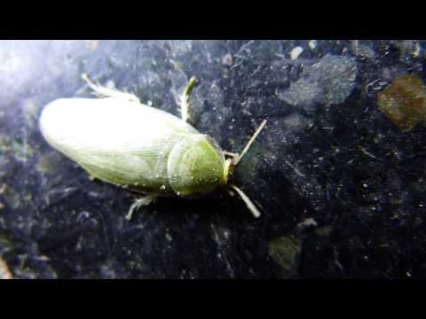 download lagu mp3 mp4 Cucaracha Verde, download mp3 Cucaracha Verde free download mp3, download mp3 Cucaracha Verde