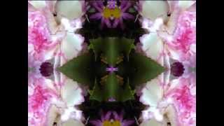 kyoto carnations encore (Waterboys: A Home In The Meadow)