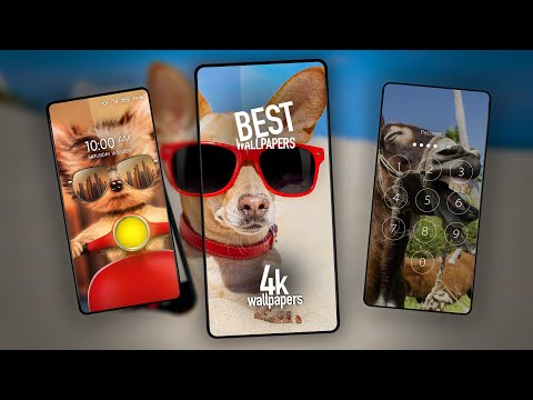 Funny wallpapers for phone Video