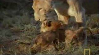 Hyena Scavenges Lion Cub