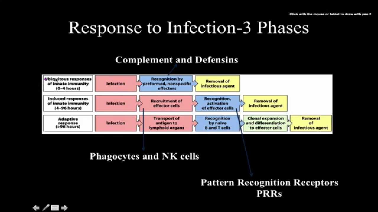 Immunology: the alternative pathway of complement activation - YouTube