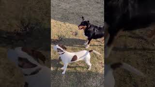 Video preview image #1 Rat-Cha Puppy For Sale in Grafton, WI, USA