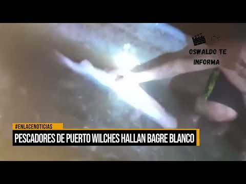 Pescadores de Puerto Wilches hallan Bagre Blanco