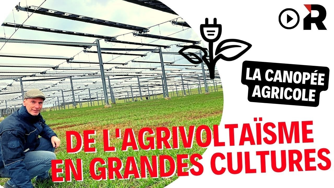 Agrivoltaïsme : la canopée agricole compatible avec les grandes cultures