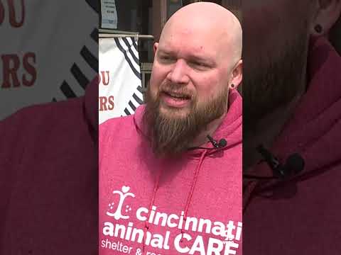 4 dogs die from Canine Distemper Virus at Cincinnati shelter #shorts