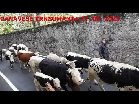 Transumanza Pont Canavese