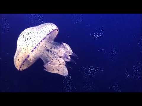 Rabbitmusic - rabbitmusic - jelly