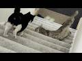 Cat Falls Down The Stairs