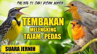 Download lagu 🔴 MASTERAN TEMBAKAN KASAR DAN RAPAT Untuk murai,kacer,cucakijo mp3