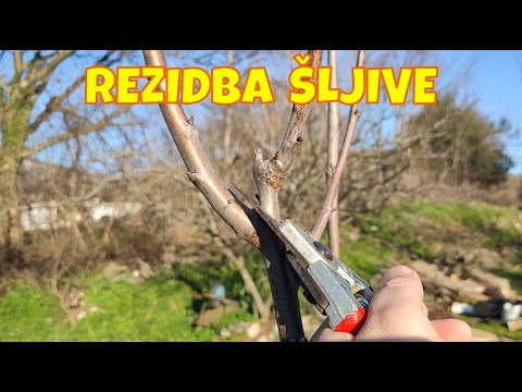 Rezidba šljive za početnike - Ovo morate uraditi