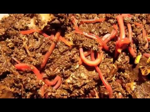 worms moving